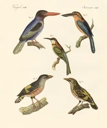 Schöne ausländische Vögel